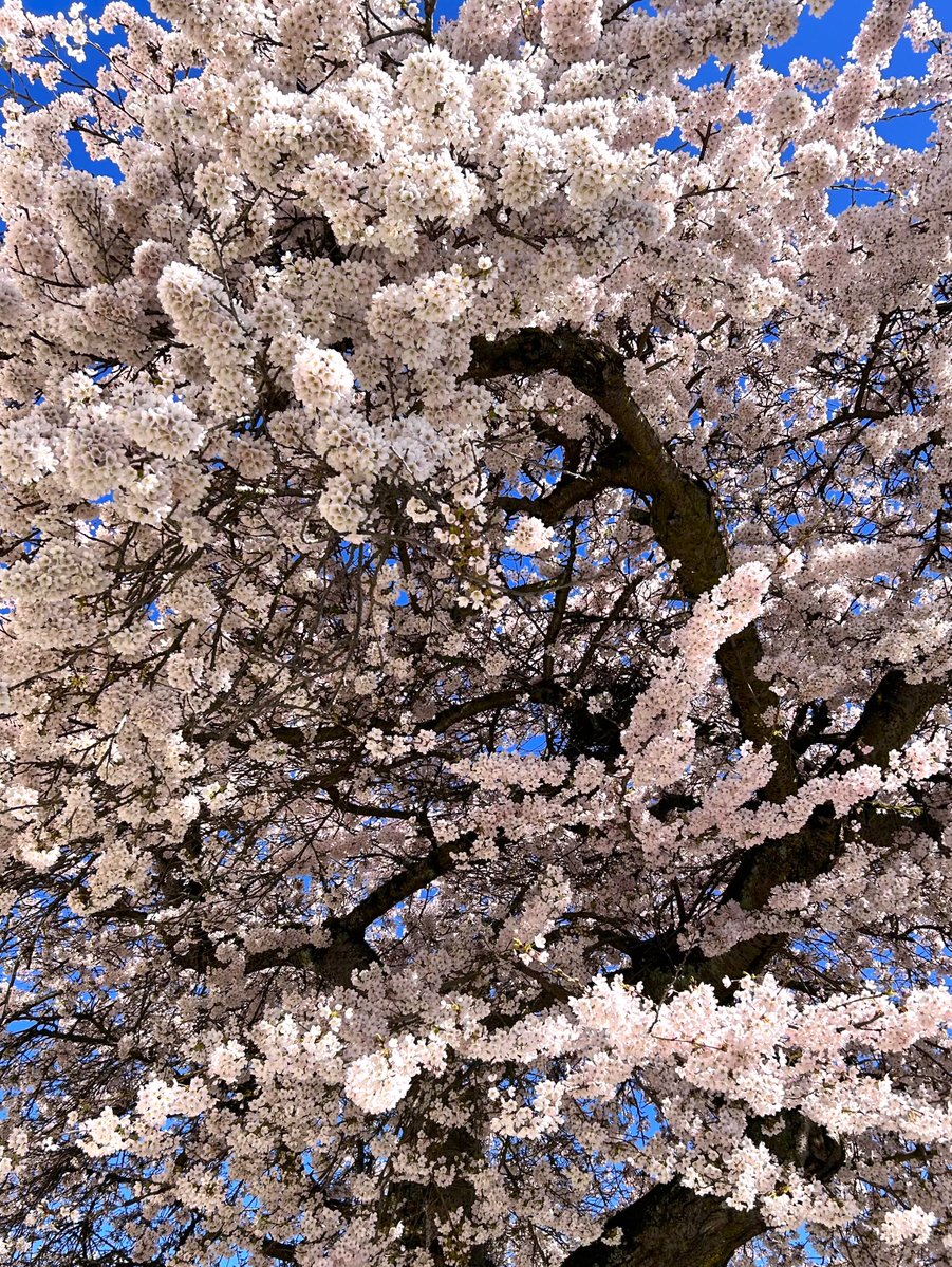 shachi 🌼 tweet media