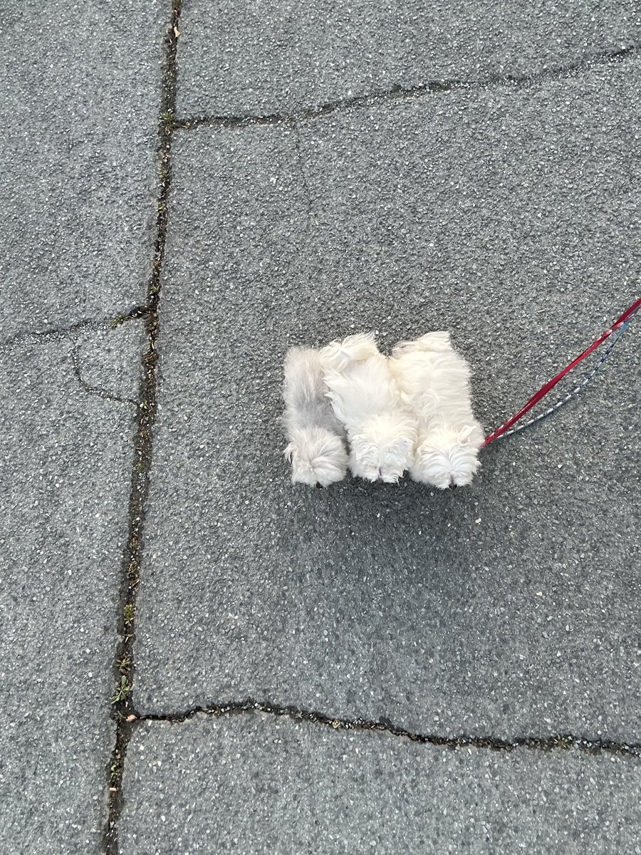 ハルくん tweet media