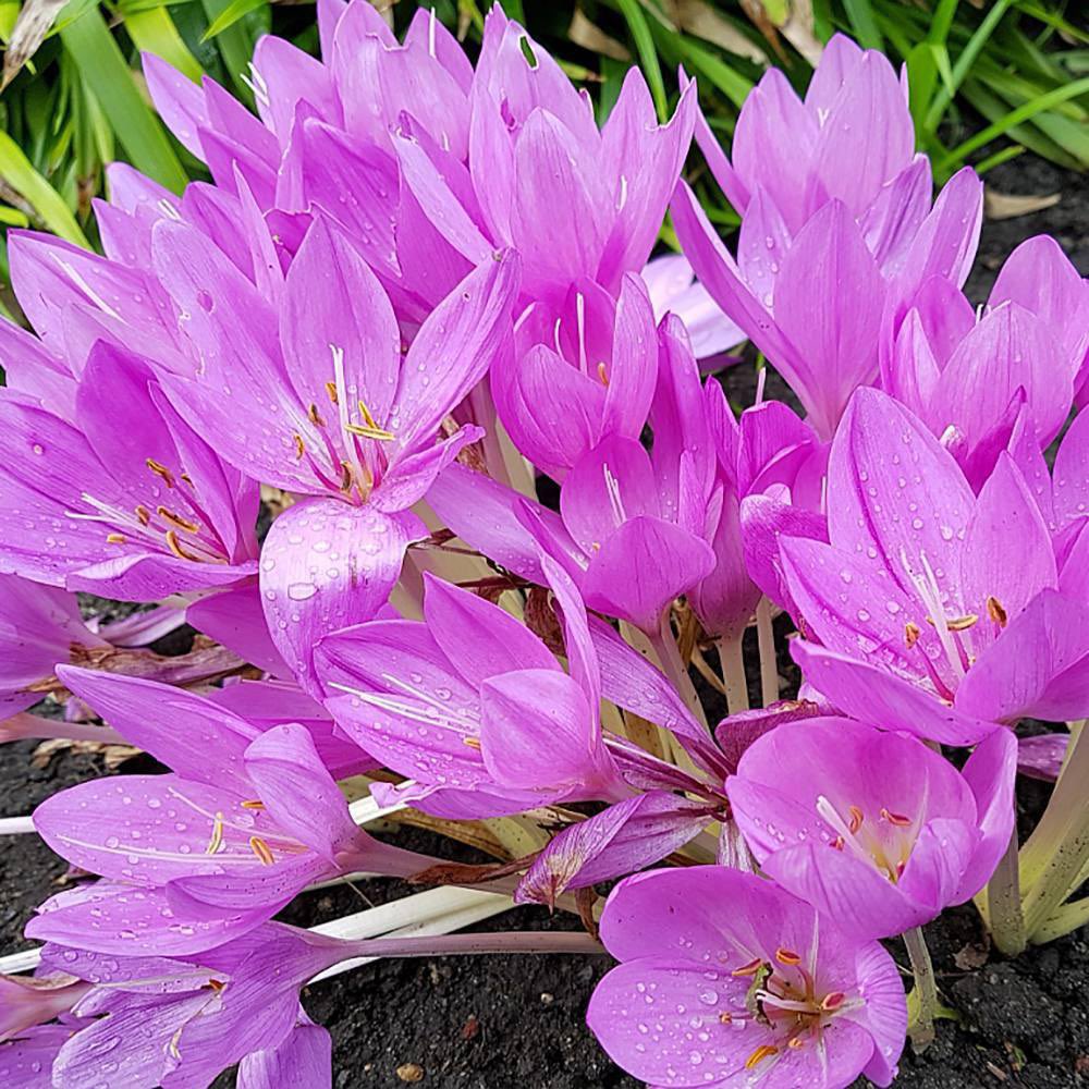 Hông Lâm tweet media