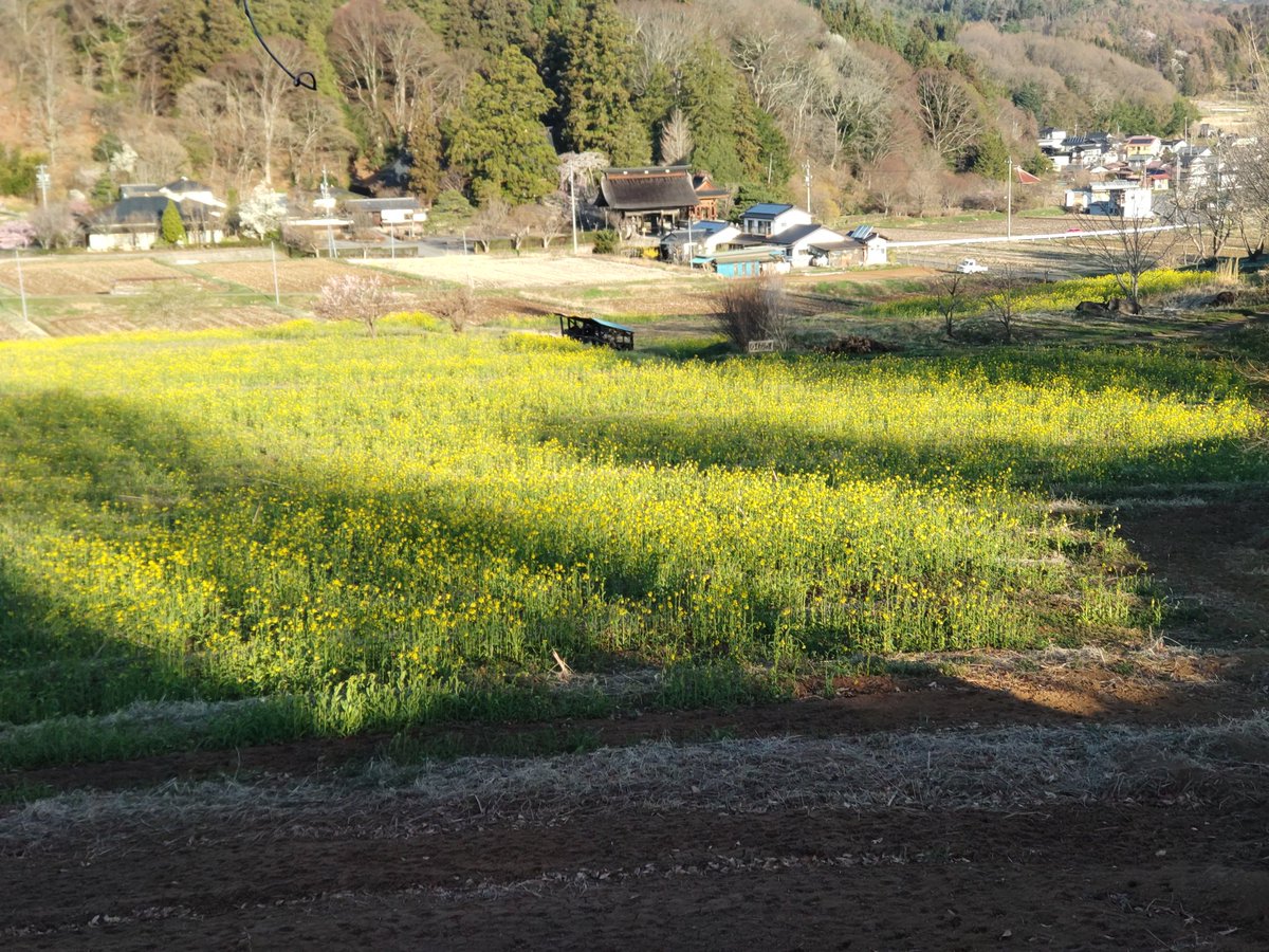 MIT0DXPHqRLDAE6's tweet photo. ＃　立科町
津金寺の向かいの畑、今年も菜の花が咲き始めました。今年の花は、少し栄養が足りなかったようです。暖かくなったら、もっと成長してくれると嬉しいのですが。 https://t.co/8rgQ2EDUK7