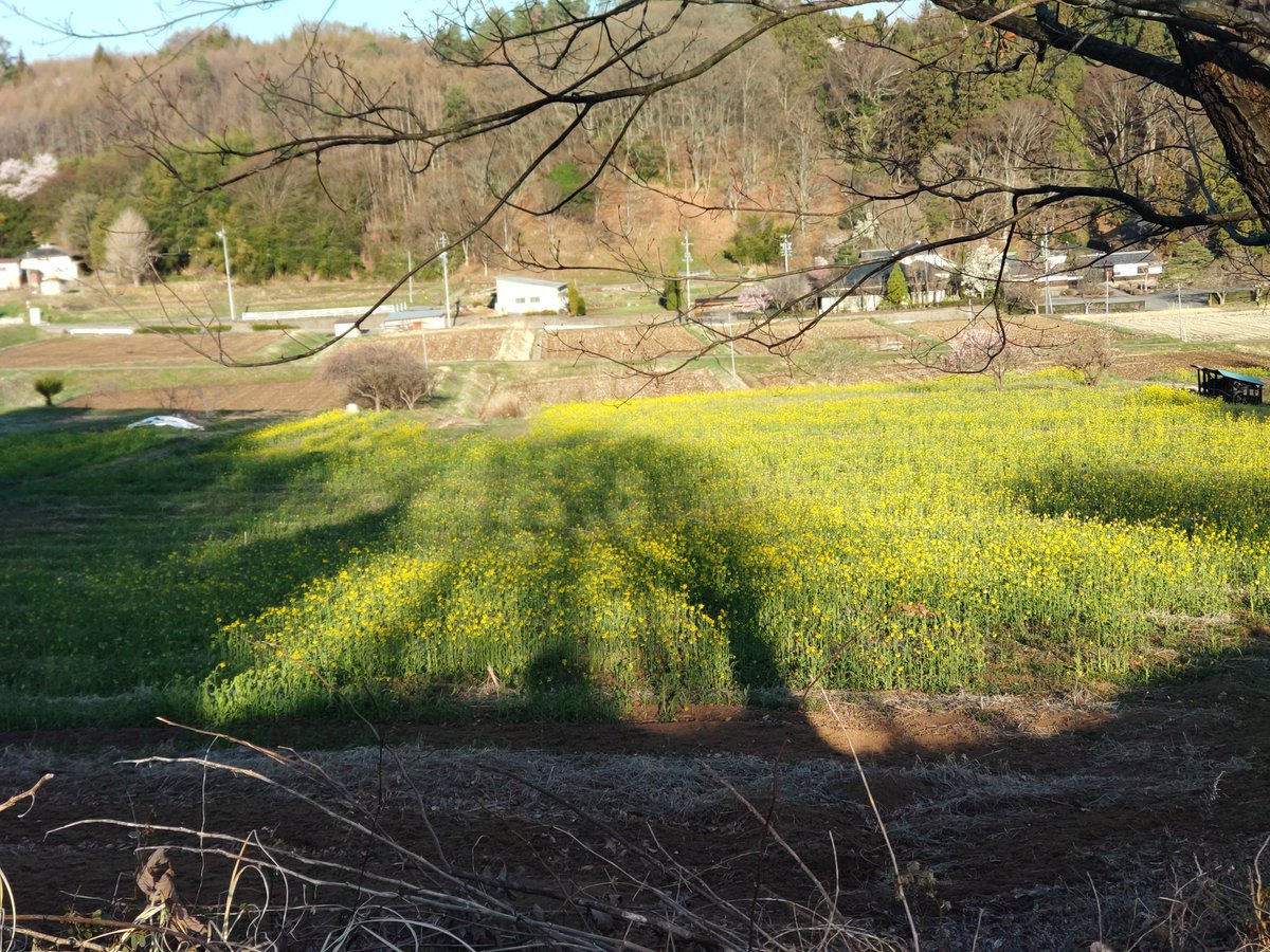 MIT0DXPHqRLDAE6's tweet photo. ＃　立科町
津金寺の向かいの畑、今年も菜の花が咲き始めました。今年の花は、少し栄養が足りなかったようです。暖かくなったら、もっと成長してくれると嬉しいのですが。 https://t.co/8rgQ2EDUK7