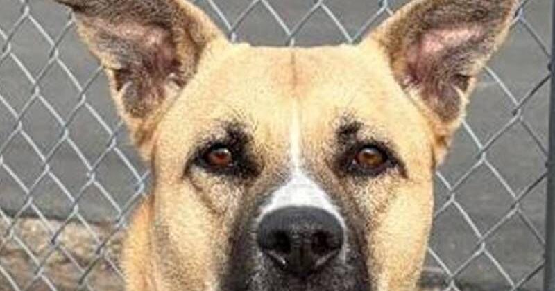 TheSunChronicle's tweet image. Meet Bella, a female Shepherd mix, about 4 years old, who would like to be the only #pet in a home and with whom she can enjoy walks. Bella is available for adoption at the Taunton animal shelter. ow.ly/RAPS50YETmo #dogs