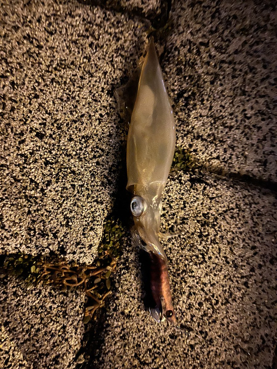 とくめい tweet media