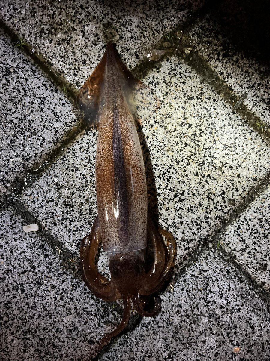 とくめい tweet media