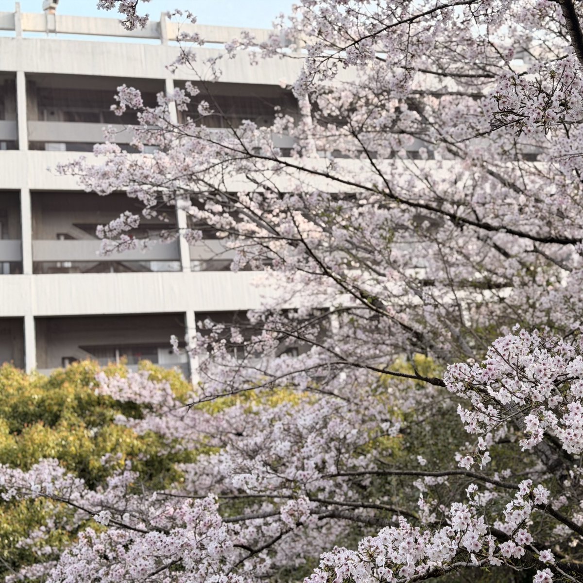 京都大学ヒト行動進化研究所 tweet media