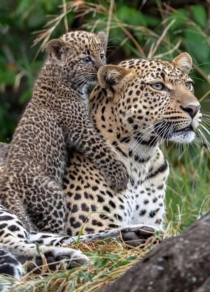 vivaneil tweet media