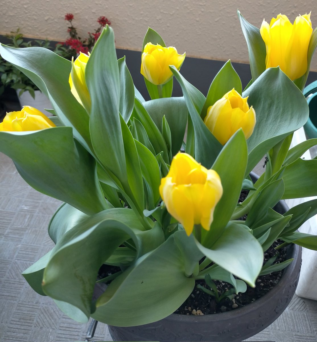 いんこゆかり。 tweet media