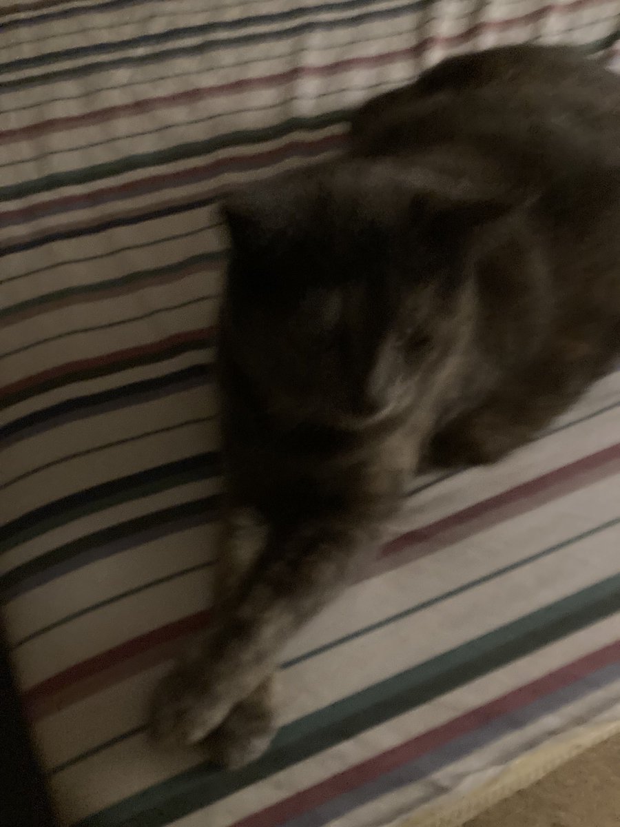 Joyce Carol Oates tweet media