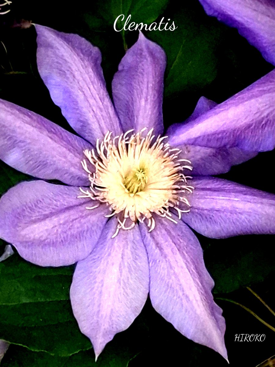 HIROKO⚘️🌱 tweet media