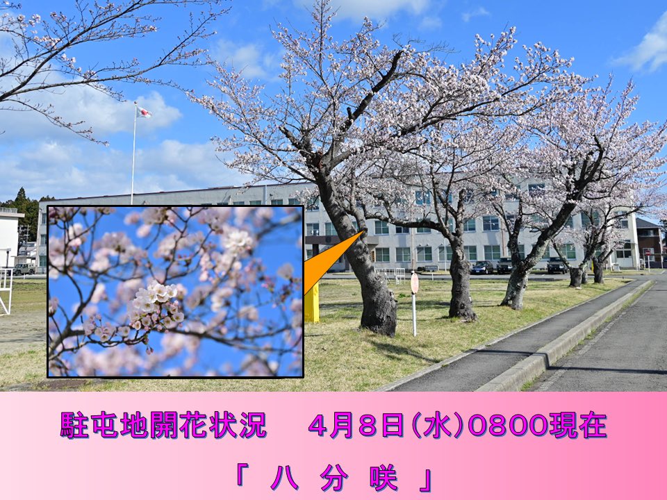 JSDF_taiwa's tweet photo. 【駐屯地開花状況】
４月８日（水）の開花状況をお知らせします。
１０日（金）の夜桜一般開放の頃には満開の予想です！
#自衛隊 #陸自 #大和駐屯地 #お花見 https://t.co/TSkFFHXmno