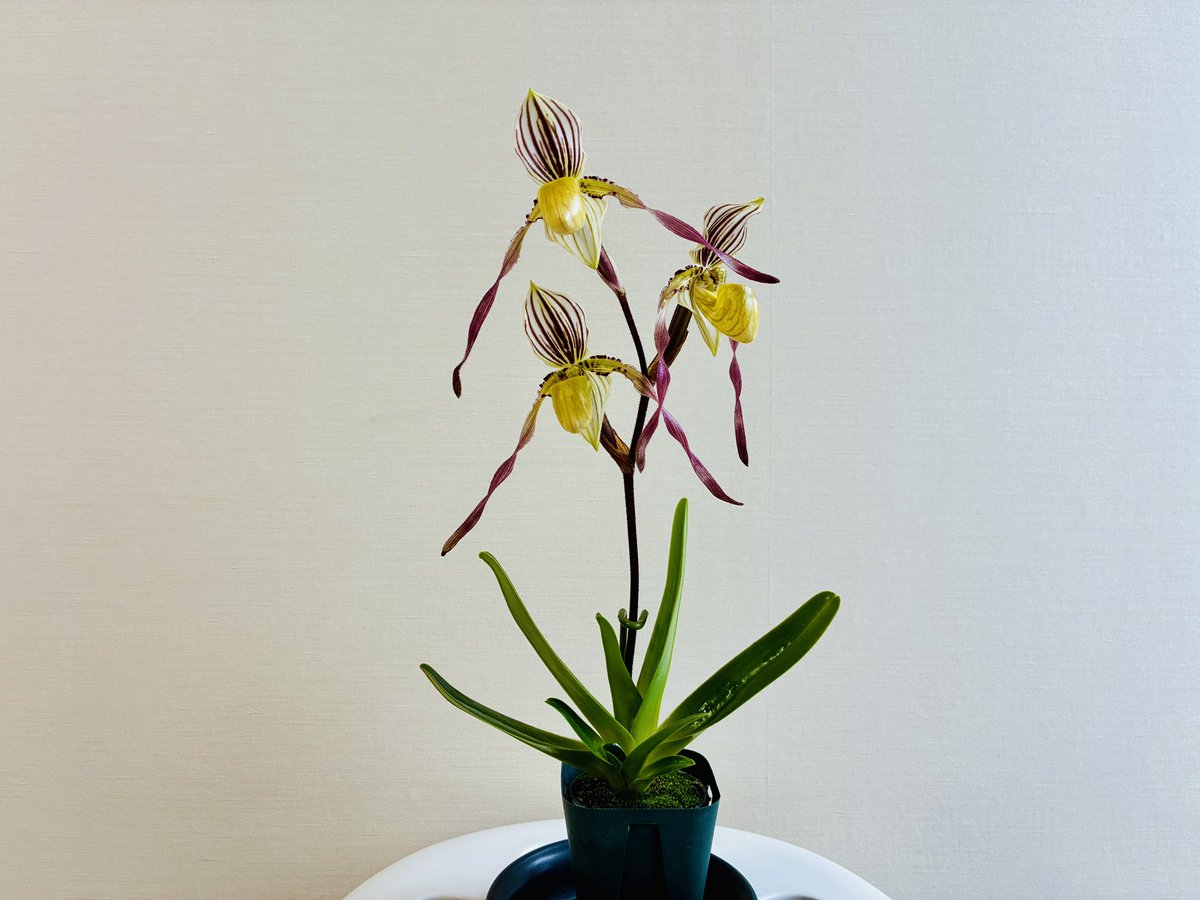 higashioha54898's tweet photo. *Paph.philippinense var. compactum
リーフスパン20cm満たない株に3輪咲いております。リーフスパンが小さい為か、花が大きく見えます😊
#洋蘭パフィオ
#Paph
#philippinense
#那覇市 https://t.co/EKyZGwwRxs