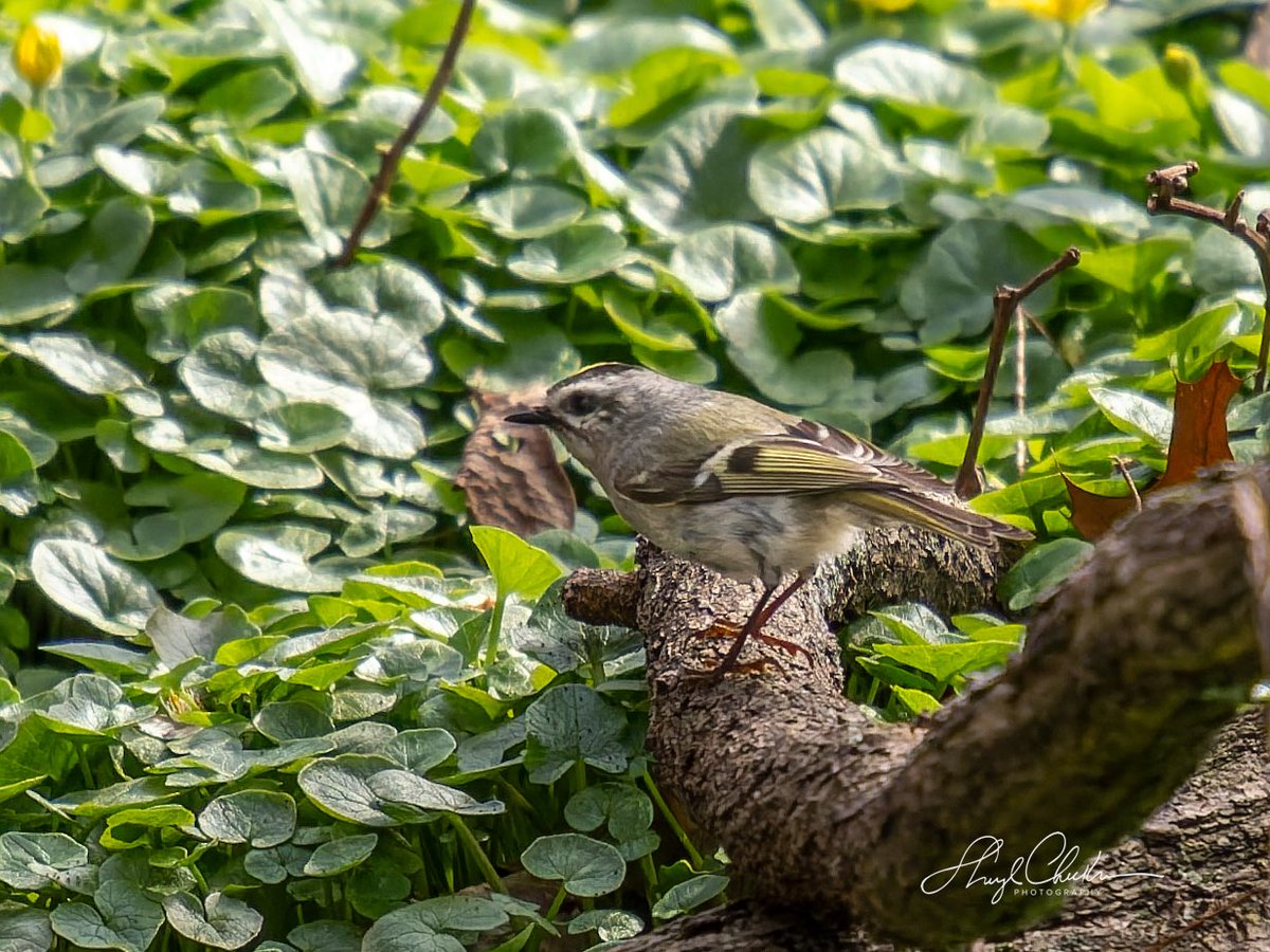 DiveArtist's tweet image. Golden-crowned Kinglet foraging around on the ground in the North on Friday. I don’t recall ever seeing them on the ground and standing relatively still!

#goldencrownkinglet #springmigration #birdcpp