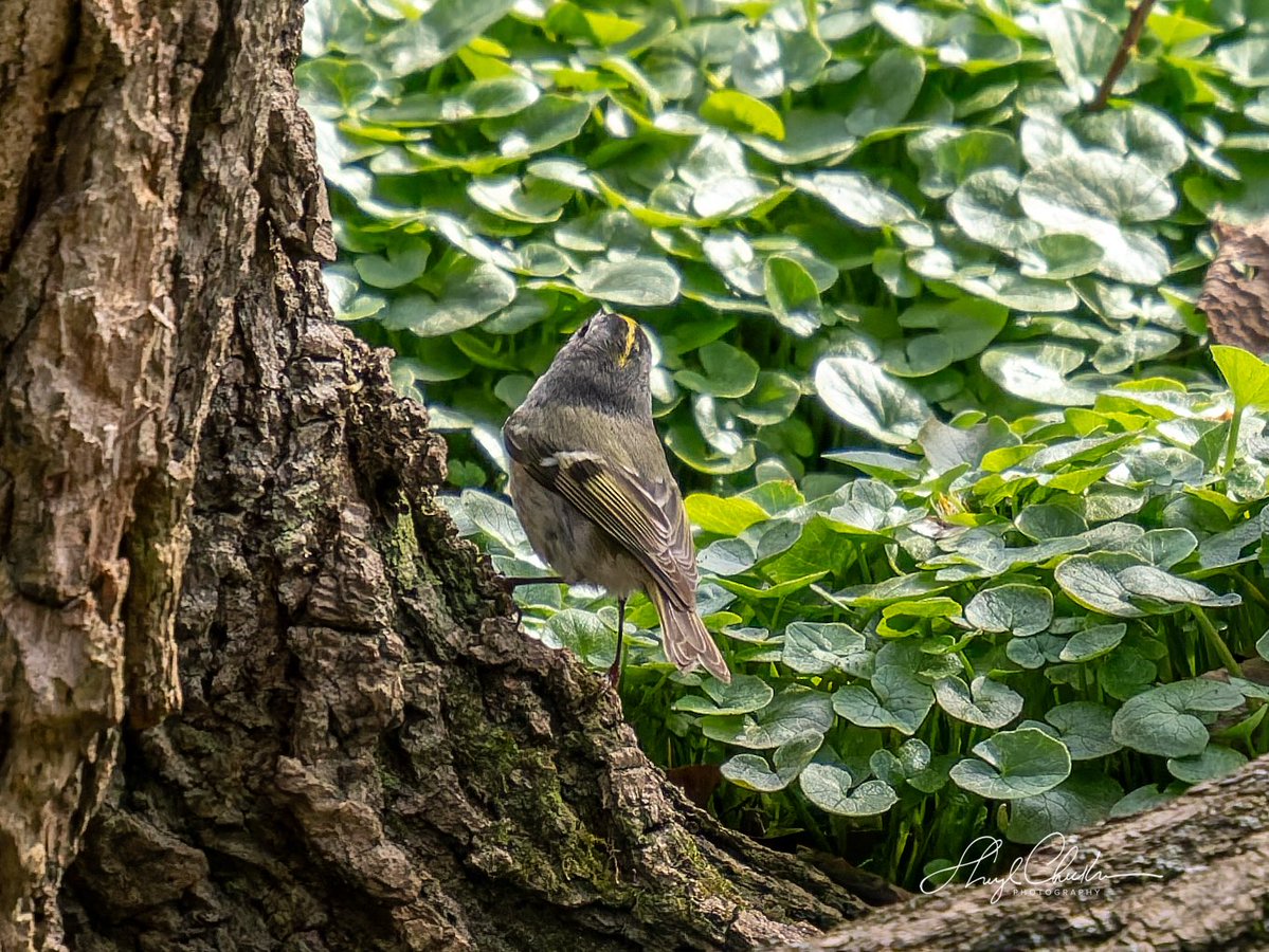 DiveArtist's tweet image. Golden-crowned Kinglet foraging around on the ground in the North on Friday. I don’t recall ever seeing them on the ground and standing relatively still!

#goldencrownkinglet #springmigration #birdcpp