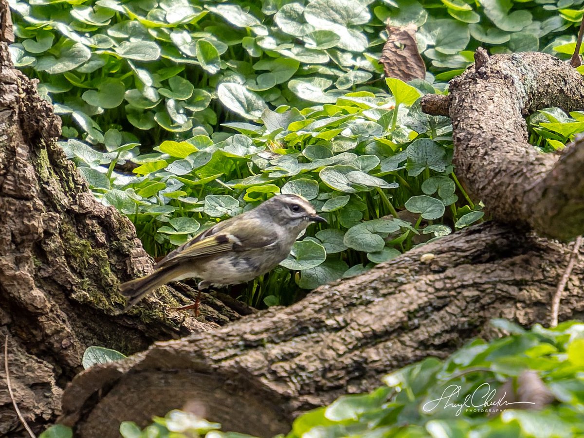 DiveArtist's tweet image. Golden-crowned Kinglet foraging around on the ground in the North on Friday. I don’t recall ever seeing them on the ground and standing relatively still!

#goldencrownkinglet #springmigration #birdcpp