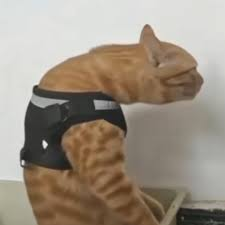 Ginger 🌻 (open comms) (@johnnysstars) on Twitter photo 