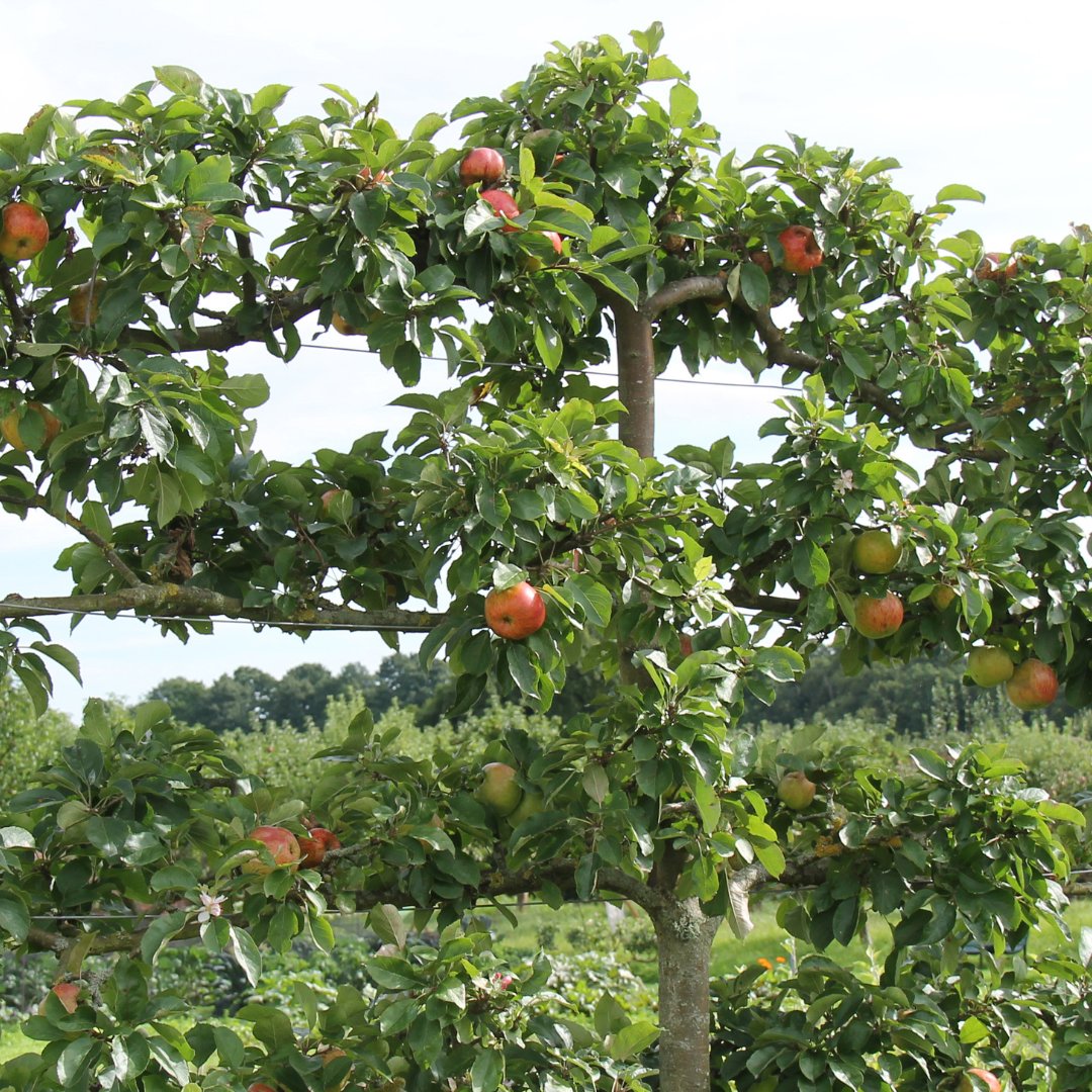 Stark Bro's tweet media