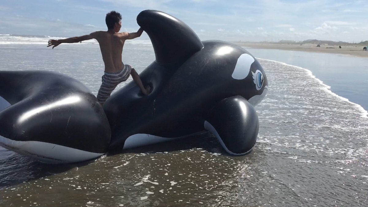 シャーチン( ¯꒳¯ )ᐝ tweet media