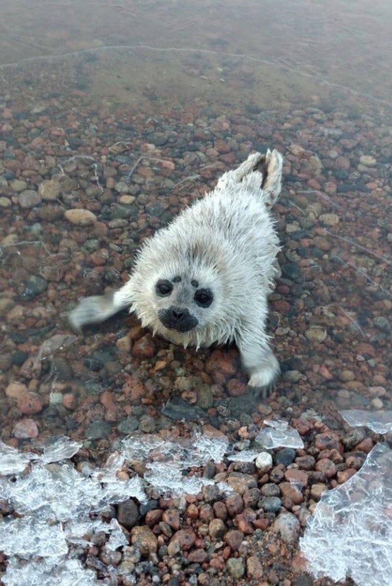 Herbuurna 🦭🇵🇷 tweet media