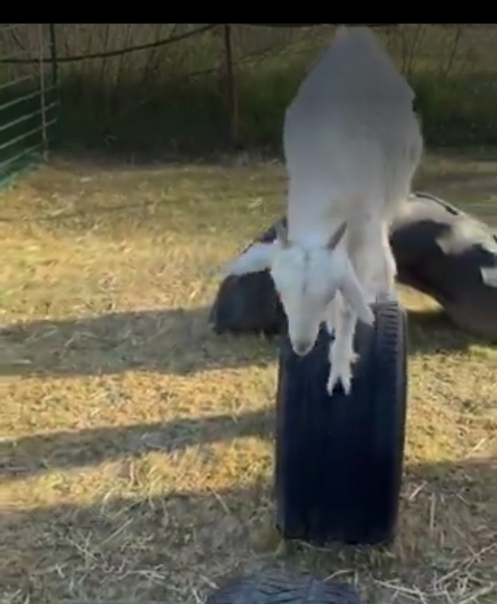 Μάχη Αναλάτου tweet media