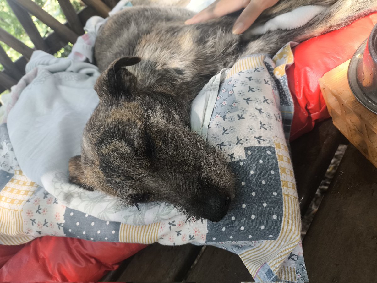 🐾 • FMTRIR •(🎙️)🐺 tweet media