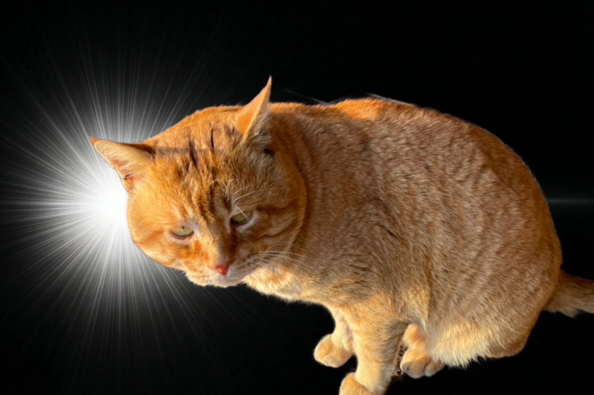 まるやまだ tweet media