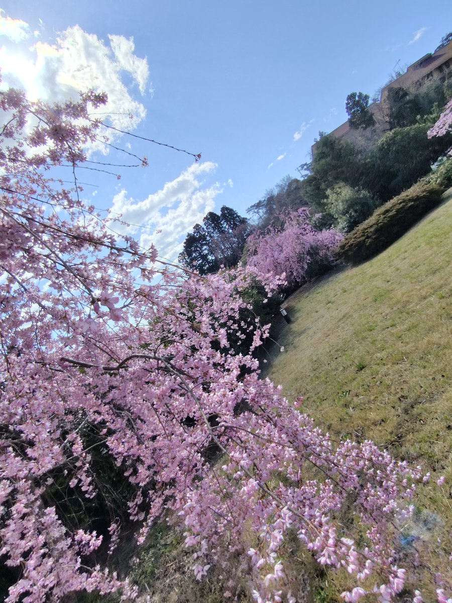 info34254515's tweet photo. お風呂のお湯を溜める前に
お写真を📷

雲松（女性側のお風呂）からの
桜が一番きれいですよー🌸
ただ、今日は風が強い(;'∀')

＃雲静庵　＃松島 https://t.co/5HbRdIyBdV