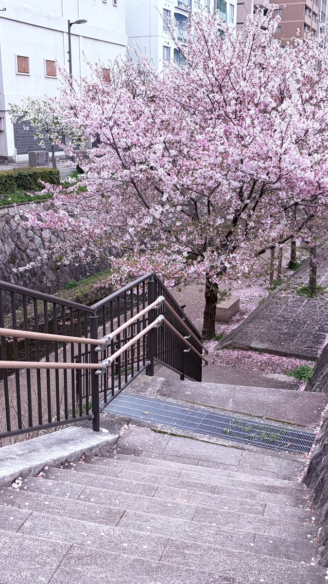 菜々🥀 tweet media