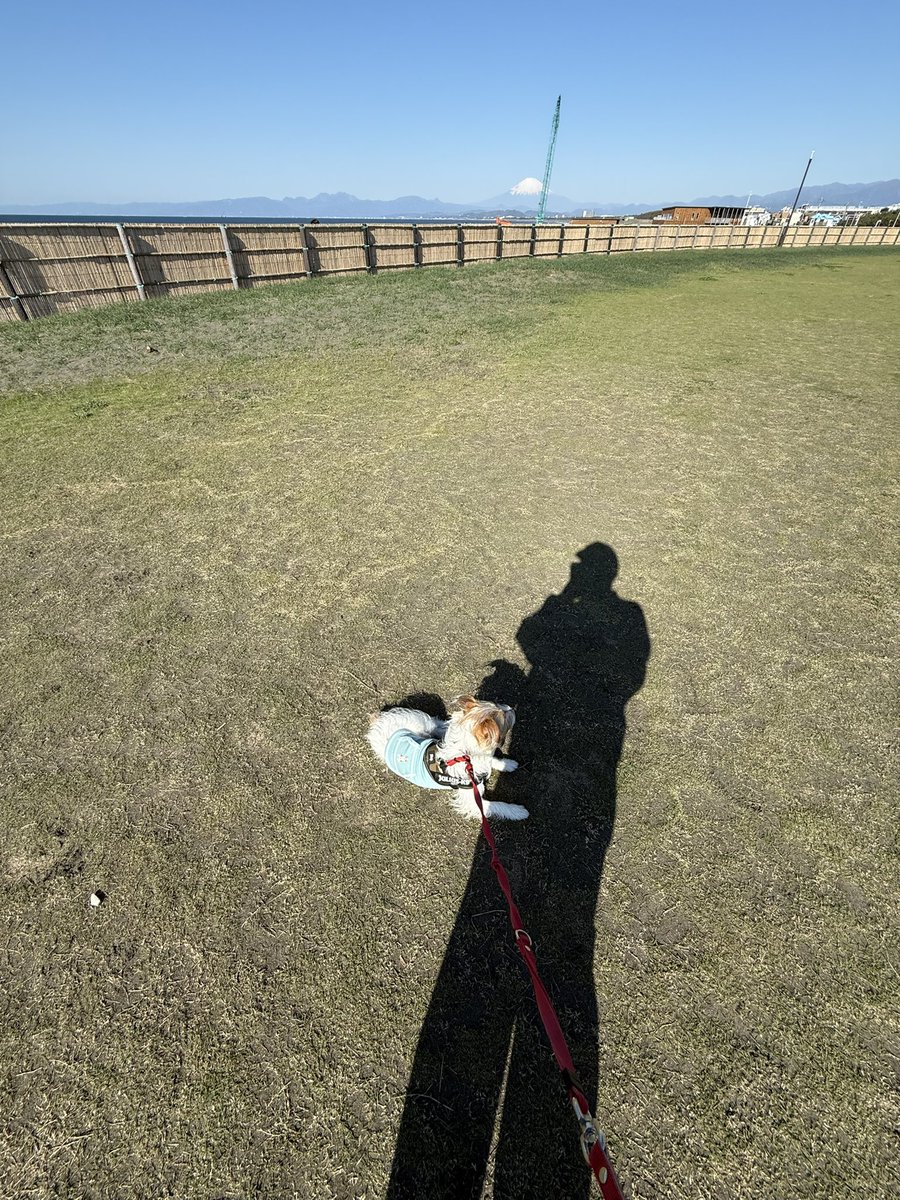 ふっくらおもち tweet media