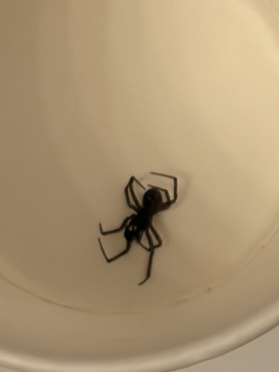 Pomelo🍋 tweet media