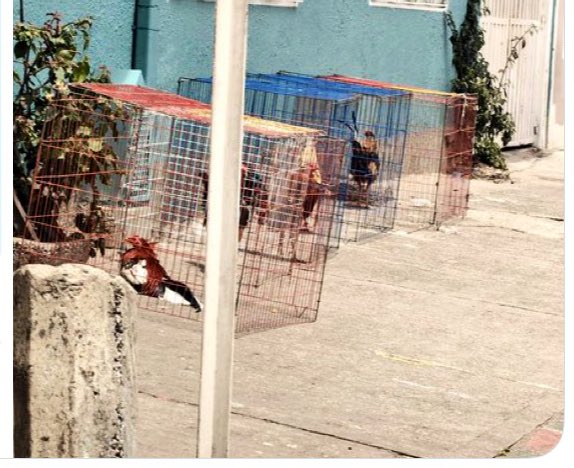 Protección Animal Bogotá tweet media