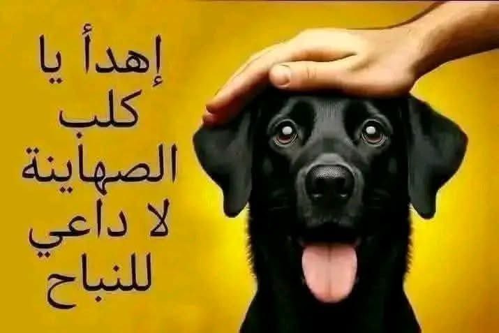 🇮🇶 Levi 🇮🇶 tweet media