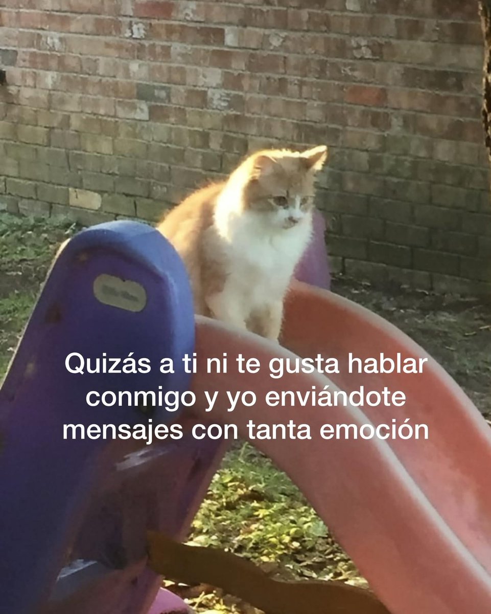 ANIMALITOSSANA's tweet photo. https://t.co/kSRI0PDoP7