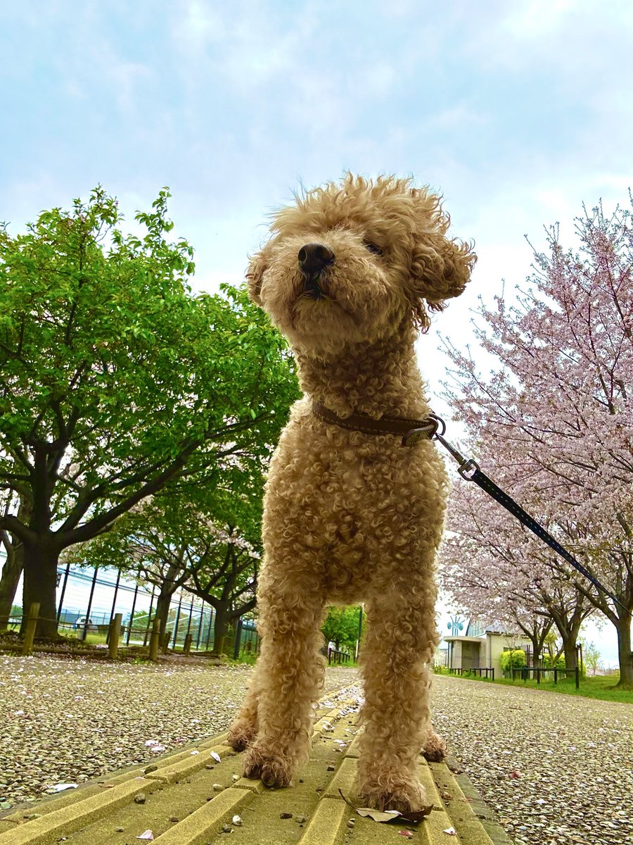 おはよ〜ございま〜す☀️

今日は柴犬の日（4/8)だそうで、トイプーの日があるのか気になっている #還暦 と #老犬 です😊

トイプーの語呂合わせ出来る日が全然思いつかない……😅

#トイプードル
↓無理だろうけど一緒に咲くところを見てみたい😆 
←河津桜　　ソメイヨシノ→