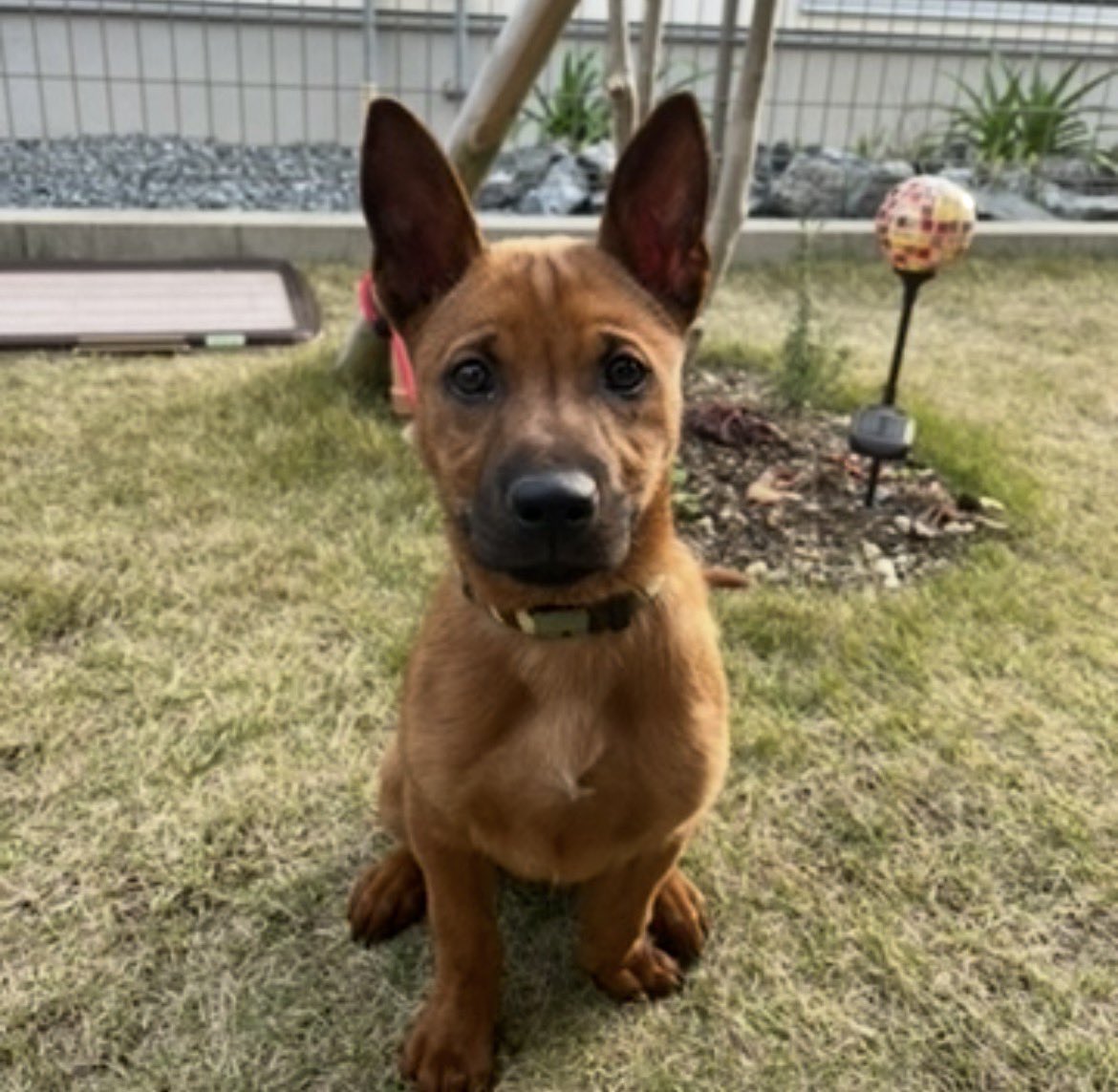 野犬先輩 tweet media