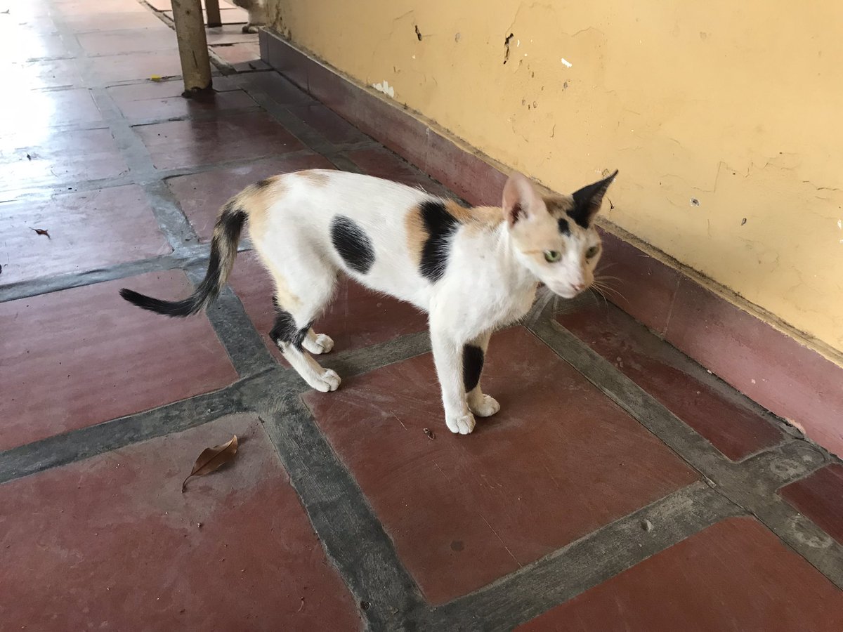 La Manada Miaucito 🇻🇪 tweet media