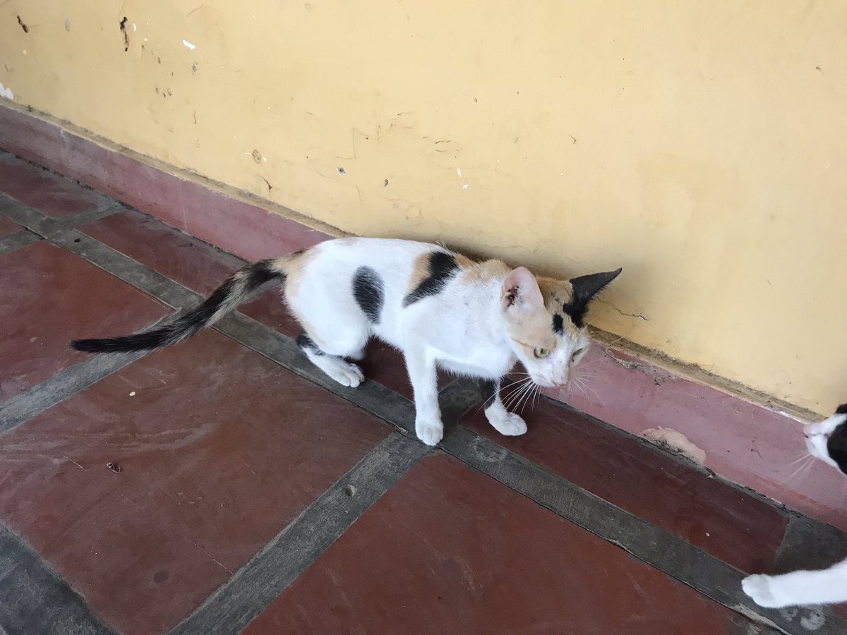 La Manada Miaucito 🇻🇪 tweet media