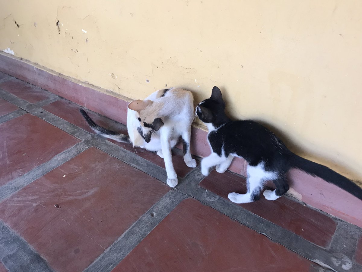 La Manada Miaucito 🇻🇪 tweet media