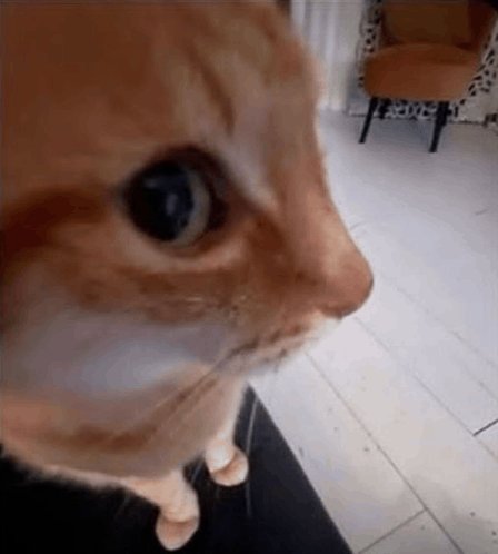 Diente de Leche ☠️ tweet media