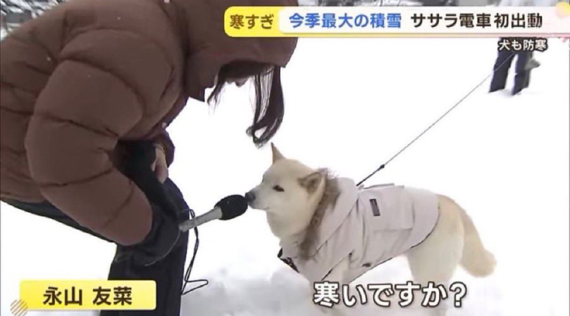 犬しか勝たん tweet media