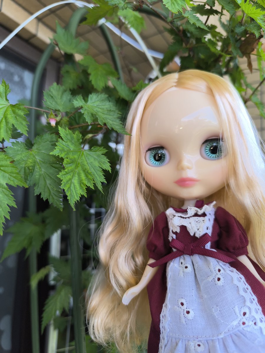 lovedauphine's tweet photo. おはようございます🍀.*
どうも沢山牡蠣食べた人は昨日でも39度熱があるとか…夫はまだ不調ですが出社しました

昨日は水やり前にベランダでお写真撮りました
さて、この子は誰でしょう
頭皮交換してみたらめっちゃ可愛い♡
もうこの子はこれでいいな✨
 #ブライス https://t.co/HwxYMKPXZY