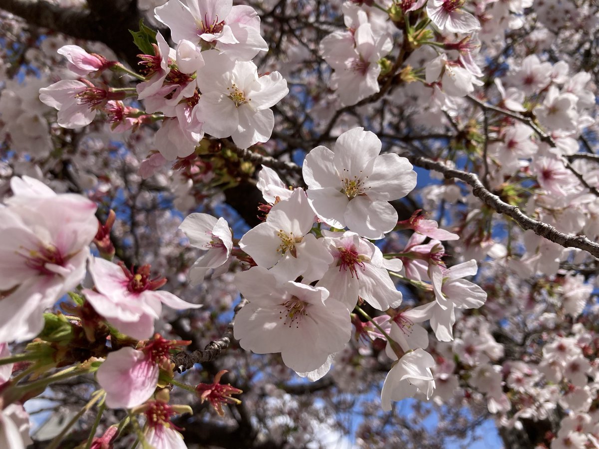 shinpera___'s tweet photo. そーいえばちょっと前に花見行ってきた
もちろんエロはなかったけど久しぶりに嫁とゆっくりした気がする https://t.co/IEnvLHI8CP