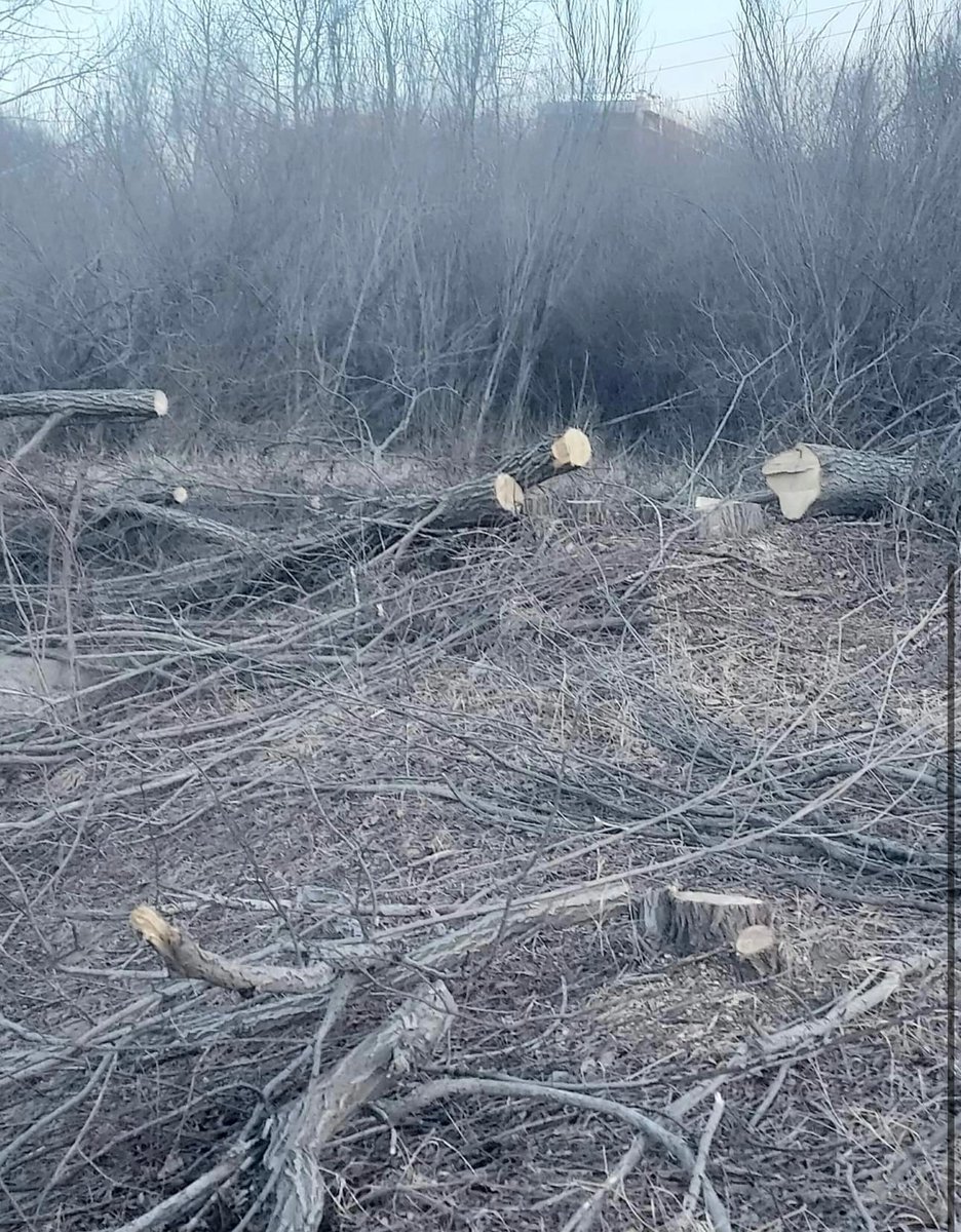 Хариад tweet media