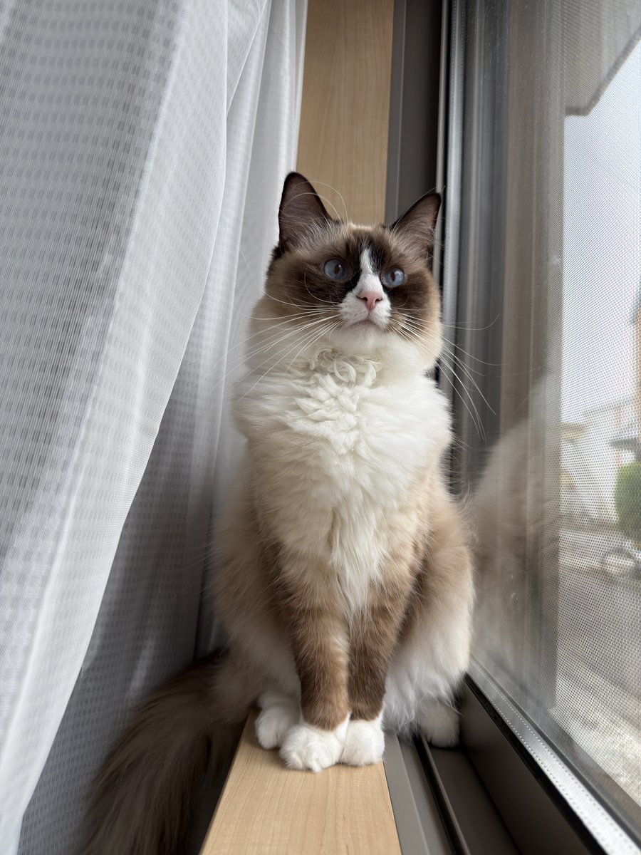 ラグドールのララちゃん&ルルくん tweet media