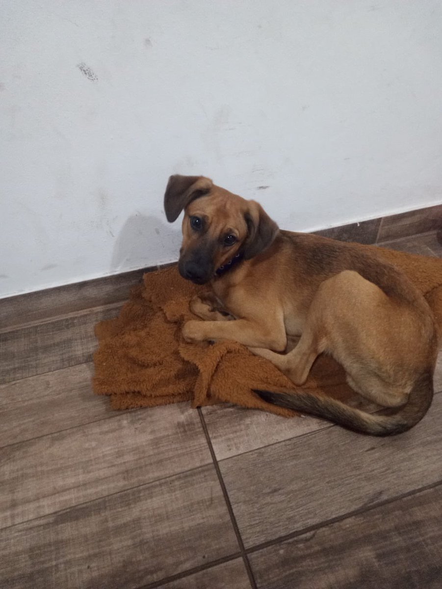 laura santa cruz tweet media