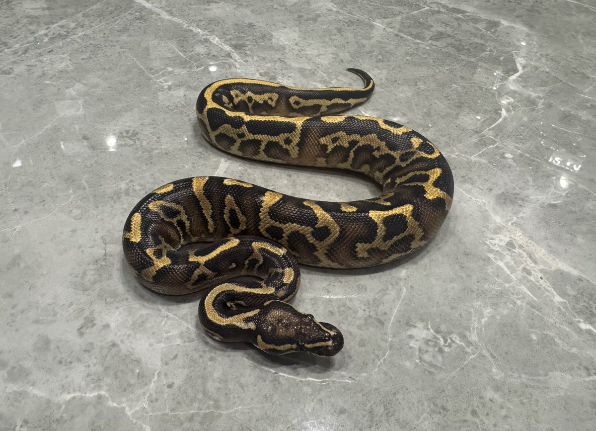 Super Asphalt Leopard Pastel / スーパーアスファルトレオパードパステル♀

4月11日・12日の
コウレプに連れていきます。
気になる方は、ぜひ会場で実物をご確認ください。

#コウレプ
#SuperAsphaltLeopardPastel
#雅レプタイルズ