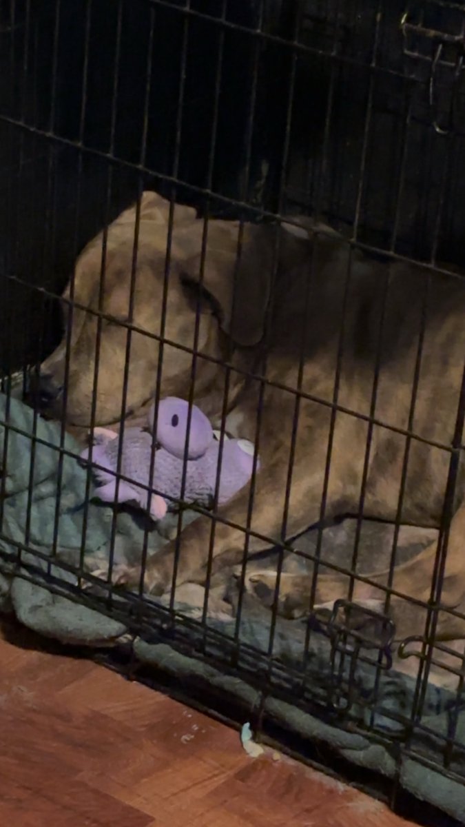 Misfitpitmomma's tweet photo. I think he likes his new toy 💜 https://t.co/KpXKG4LlLR