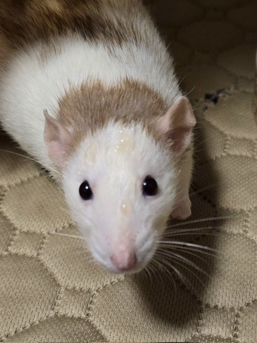 쥐배자 tweet media