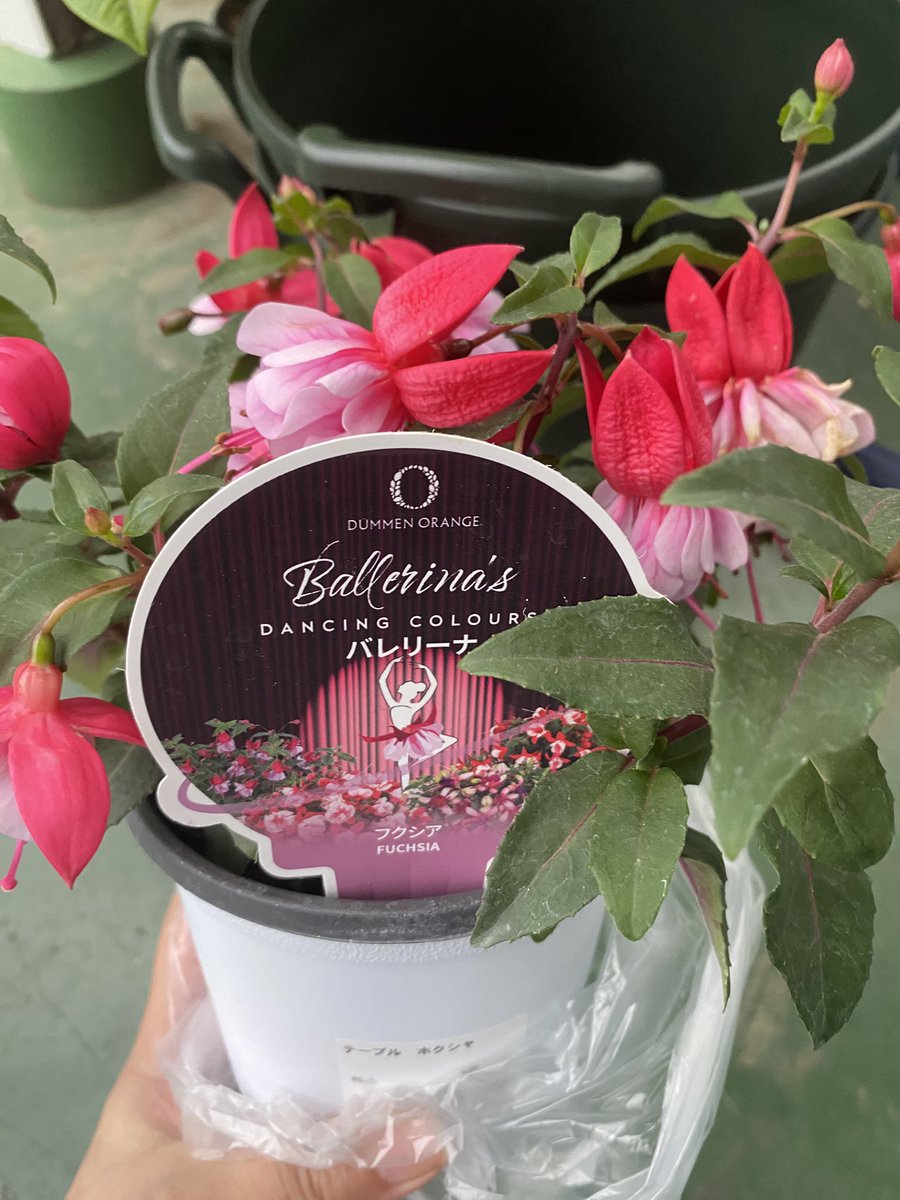 無双のレナ様 tweet media