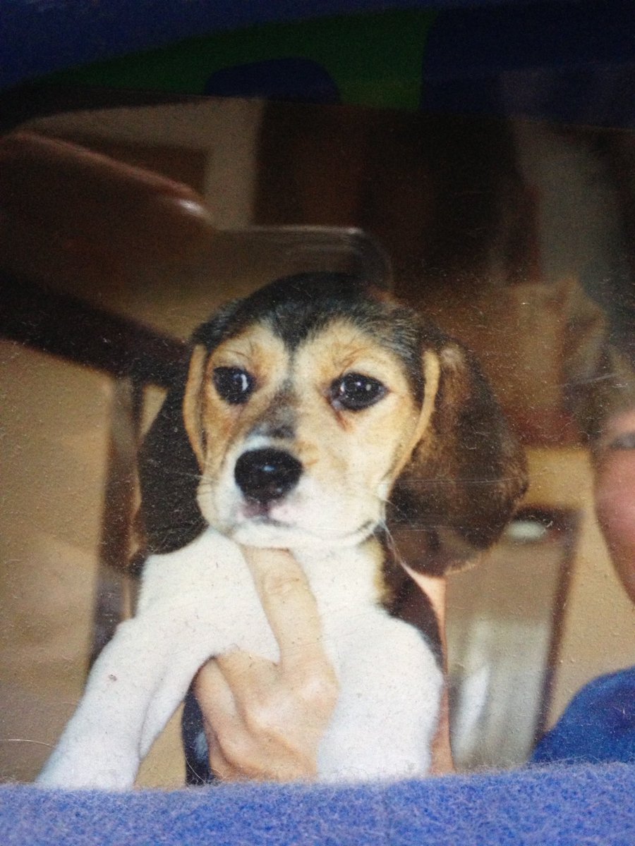 akko 🇯🇵 world famous beagle lover yogini tweet media