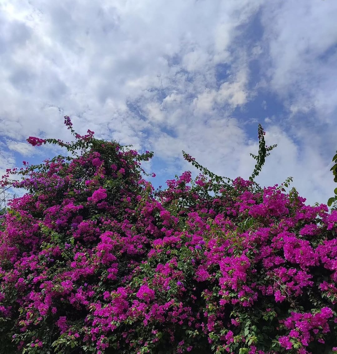 ✨ΛПIЯBΛП✨ tweet media